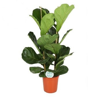 24cm Ficus Lyrata (2pp) (2447)