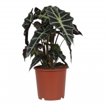 17cm Alocasia Polly (ALOPOL17-1)